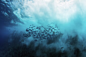 Flagtail (Kuhlia taeniura) school among huge waves, Revillagigedos Islands, Mexico