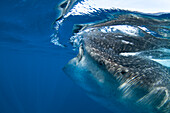 Whale Shark (Rhincodon typus) feeding on plankton off Isla Mujeres, Mexico