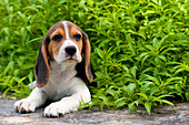Beagle (Canis familiaris) puppy