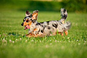 Dachshund (Canis familiaris) male running