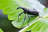 True Weevil (Curculionidae) on fern, Mindo, western slope of Andes, Ecuador