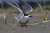 Aleutian Tern (Onychoprion aleuticus) on ground nest with single egg, Yakutat, Alaska