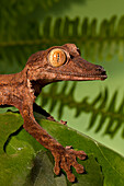 Common Flat-tail Gecko (Uroplatus fimbriatus), native to Africa