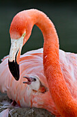 Greater Flamingo (Phoenicopterus ruber) with chick, native to Africa, Asia, and Europe
