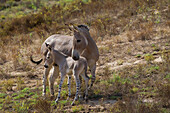 Somali Wild Ass (Equus africanus somalicus) mother and foal, native to Africa