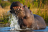 Hippopotamus (Hippopotamus amphibius) territorial display, Moremi Game Reserve, Okavango Delta, Botswana. Sequence 1 of 3