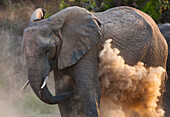 African Elephant (Loxodonta africana) dusting, Skeleton Coast, Namib Desert, Namibia