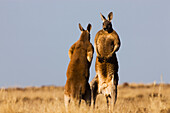 Red Kangaroo (Macropus rufus) males facing each other before fight over female, Sturt National Park, New South Wales, Australia