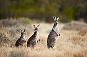 Red Kangaroo (Macropus rufus) mother with joeys in grassland, Sturt National Park, New South Wales, Australia