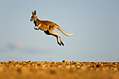 Red Kangaroo (Macropus rufus) male joey jumping, Sturt National Park, New South Wales, Australia