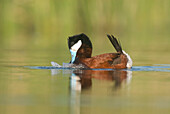 Ruddy Duck (Oxyura jamaicensis) male displaying, J. Clark Salyer National Wildlife Refuge, North Dakota