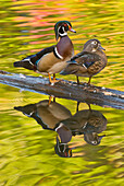 Wood Duck (Aix sponsa) pair, North Chagrin Reservation, Ohio