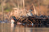 Wood Duck (Aix sponsa) pair with female on nest, Island Lake Recreation Area, Michigan