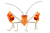 Flag-footed Bug (Anisocelis flavolineata), Barbilla National Park, Costa Rica