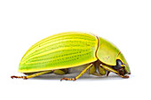Scarab Beetle (Chrysina sp) with aposematic coloration, Tapanti National Park, Cartago, Costa Rica