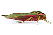 Hawk Moth (Sphingidae), Braulio Carrillo National Park, Costa Rica