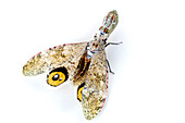 Lantern Bug (Fulgora sp) spreading wings showing false eyespots, La Selva Biological Research Station, Heredia, Costa Rica