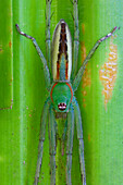 Fishing Spider (Pisauridae), New Britain, Papua New Guinea