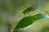 Katydid (Phrictaetypus viridis), New Britain, Papua New Guinea