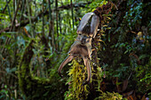 Stag Beetle (Cyclommatus eximius) in rainforest, Nakanai Mountains, New Britain, Papua New Guinea