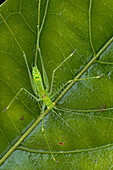 Katydid (Meiophisis sp), Muller Range, Papua New Guinea