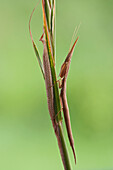 Mantid (Pyrgomantis sp) female guarding her eggs, Silaka Nature Reserve, Eastern Cape, South Africa