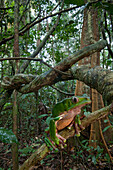 Giant Monkey Frog (Phyllomedusa bicolor) in rainforest, Sipaliwini, Surinam
