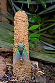Cicada (Cicadidae) that has recently molted on its exit chimney created when it was a nymph, Sipaliwini, Surinam