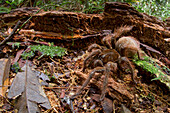 Goliath Bird-eating Spider (Theraphosa blondi), Sipaliwini, Surinam