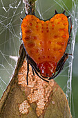 Spiny Spider (Micrathena clypeata), Sipaliwini, Surinam