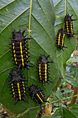 Cup Moth (Limacodidae) caterpillars, Sipaliwini, Surinam
