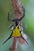 Spiny Spider (Micrathena schreibersi), Sipaliwini, Surinam