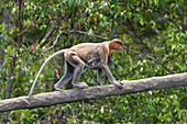 Proboscis Monkey (Nasalis larvatus) female and two to three month old baby clinging to her climbing along branch, Sabah, Malaysia