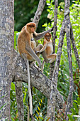 Proboscis Monkey (Nasalis larvatus) female with two to three month old baby, Sabah, Malaysia