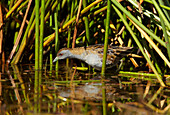 Baillon's Crake (Porzana pusilla) foraging in wetland, Pentland, Queensland, Australia