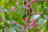 Scaly-breasted Lorikeet (Trichoglossus chlorolepidotus) feeding on Pink Flowered Doughwood (Melicope elleryana) nectar, Townsville, Queensland, Australia