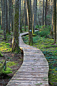 Canadian Hemlock (Tsuga canadensis) grove with boardwalk, Kejimkujik National Park, Nova Scotia, Canada