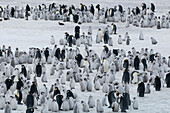 Emperor Penguin (Aptenodytes forsteri) colony, Prydz Bay, eastern Antarctica