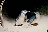 Little Blue Penguin (Eudyptula minor) trio walking up beach, Tasmania, Australia