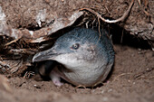 Little Blue Penguin (Eudyptula minor) in nest burrow, Tasmania, Australia