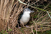 Little Blue Penguin (Eudyptula minor), Tasmania, Australia