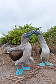Blue-footed Booby (Sula nebouxii) pair courting, Galapagos Islands, Ecuador