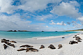 Galapagos Sea Lion (Zalophus wollebaeki) group resting on beach, Galapagos Islands, Ecuador