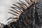 Marine Iguana (Amblyrhynchus cristatus) dorsal spines, Galapagos Islands, Ecuador