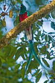 Resplendent Quetzal (Pharomachrus mocinno) male, Costa Rica