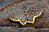 Looper Moth (Geometridae), Costa Rica