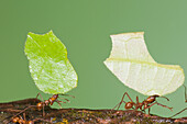 Leafcutter Ant (Atta sp) pair carrying leaves, Costa Rica