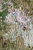 Looper Moth (Geometridae) camouflaged on tree trunk, Costa Rica