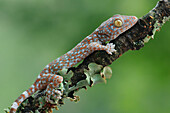 Tokay Gecko (Gecko gecko) juvenile, Uthai Thani, Thailand