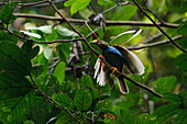 Standardwing (Semioptera wallacii) male displaying at lek, Halmahera Island, North Maluku, Indonesia